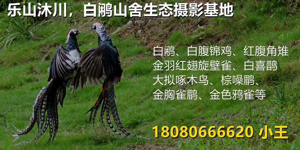 鳥頭∈(・ө・)∋出品 灰头鹀| 高尾山的奇珍异宝| TAKAO 599 MUSEUM